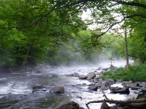 A serene river flows through a lush green forest, with mist rising from the water and rocks lining the banks.