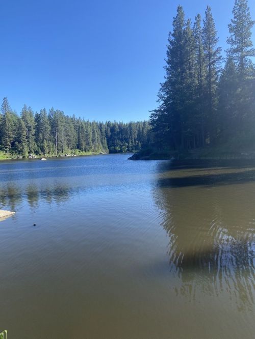 A serene lake surrounded by tall pine trees under a clear blue sky. Reflections shimmer on the water's surface.