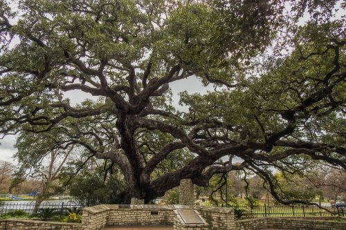 A large, sprawling tree with thick branches and lush green leaves, surrounded by a stone wall and park scenery.