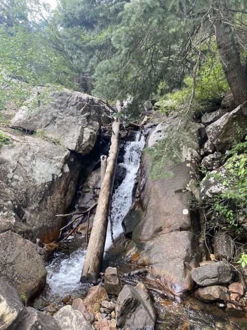 A small waterfall cascades over rocks, with a fallen tree resting across the stream, surrounded by lush greenery.