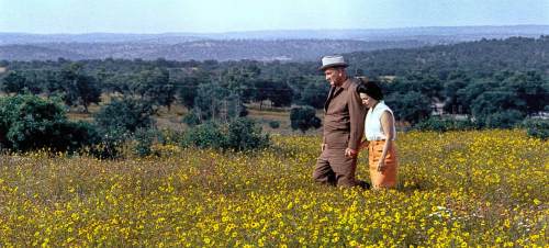 A man and a woman walk hand in hand through a vibrant field of flowers, with rolling hills in the background.