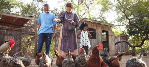 A woman and two children feed chickens in a farmyard, surrounded by various breeds of chickens and a rustic barn.