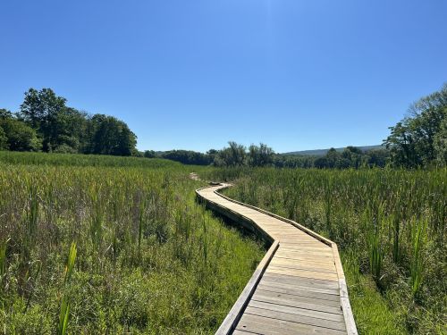 A winding wooden boardwalk through a lush green marsh under a clear blue sky.
