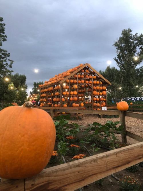 A wooden structure adorned with pumpkins, surrounded by greenery and under a cloudy sky, with lights glowing softly.