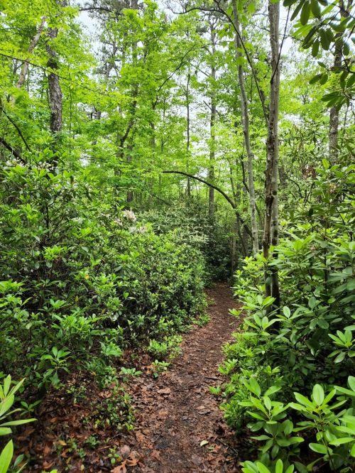 A narrow dirt path winds through lush green foliage and trees in a dense forest.