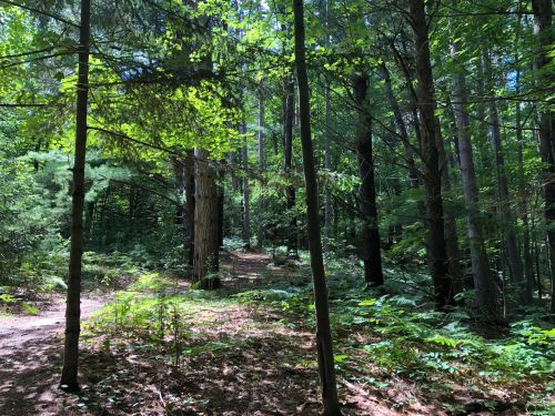 A sunlit forest path surrounded by tall trees and lush green foliage.