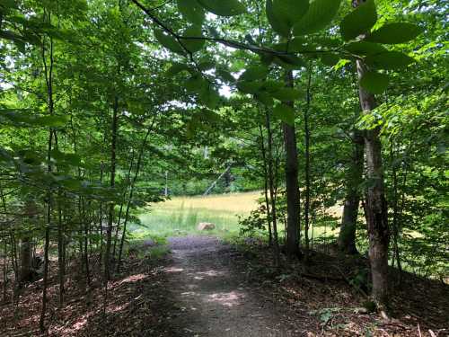 A forest path leads to a grassy clearing, surrounded by lush green trees and foliage.