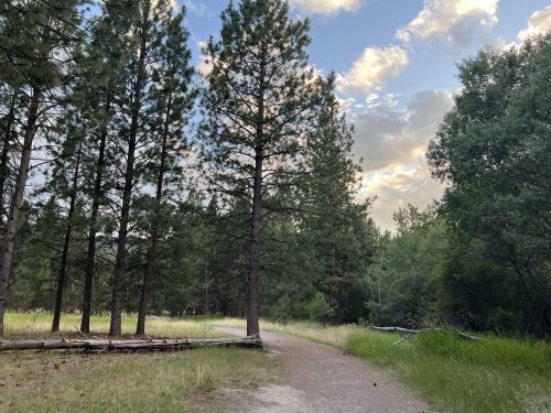 A serene forest path lined with tall pine trees under a partly cloudy sky.