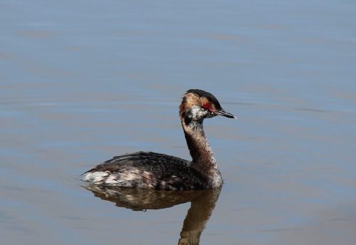 A small bird with a dark, speckled body swims in calm water, reflecting its image on the surface.