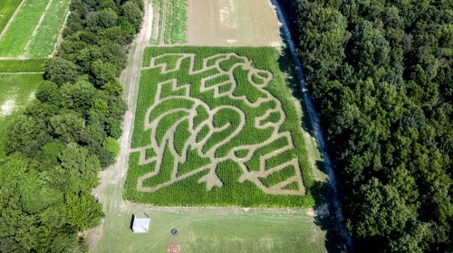 Aerial view of a corn maze shaped like a rooster, surrounded by green fields and trees.