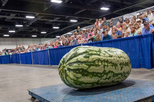 A large watermelon on a platform, with a crowd of spectators watching in a convention center.