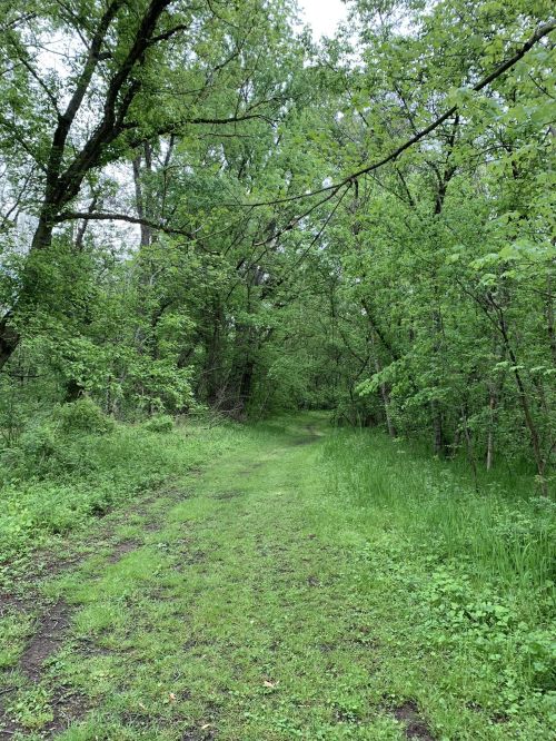 A lush, green forest path surrounded by trees and grass, creating a serene and natural atmosphere.