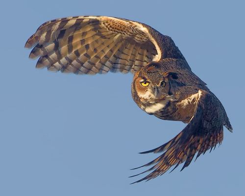 A majestic owl in flight, wings spread wide against a clear blue sky, showcasing its detailed feathers and intense gaze.