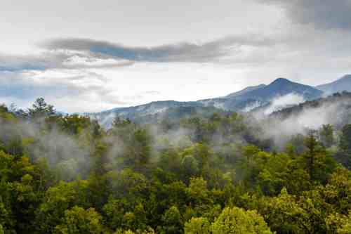 A misty forest landscape with mountains in the background under a cloudy sky.