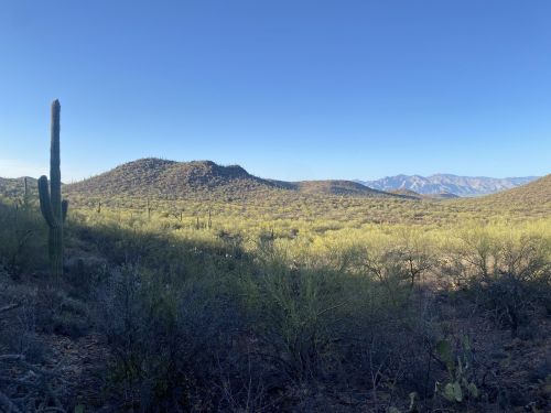 A desert landscape featuring cacti, rolling hills, and distant mountains under a clear blue sky.