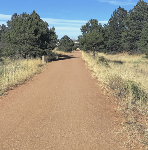 A dirt path stretches through tall grass and pine trees under a clear blue sky.