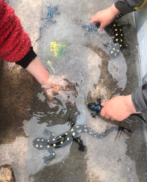 Two hands reaching into shallow water with spotted salamanders swimming around.