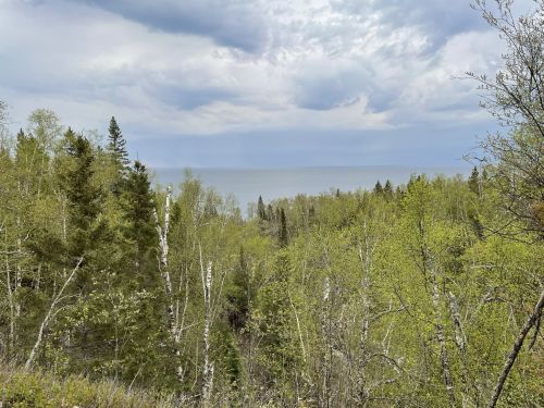 A lush green forest with trees and a cloudy sky, overlooking a distant body of water.