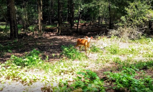 A deer stands in a sunlit forest clearing, surrounded by greenery and trees.
