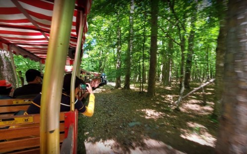 A train travels through a lush green forest, with passengers enjoying the scenic view.