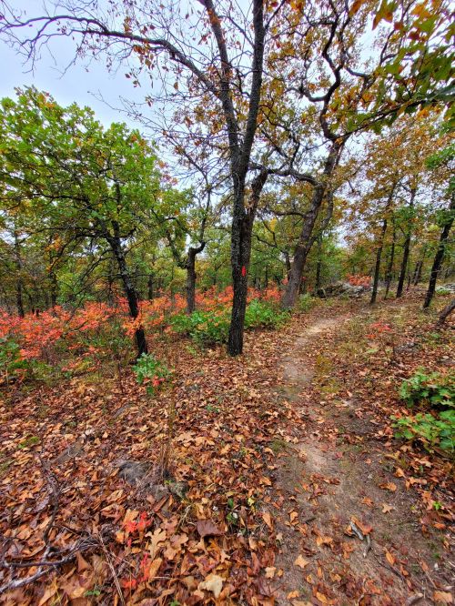 A winding dirt path through a forest with autumn foliage and colorful leaves on the ground.