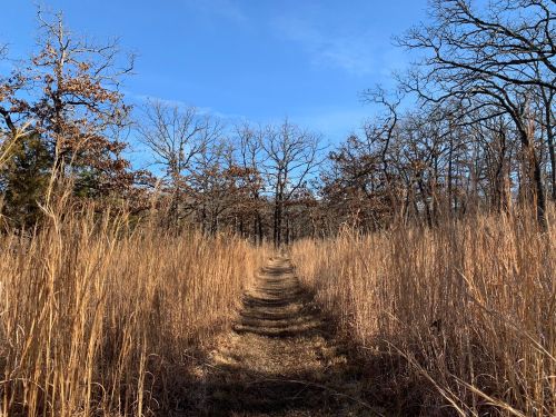 A narrow dirt path winds through tall, golden grasses and sparse trees under a clear blue sky.