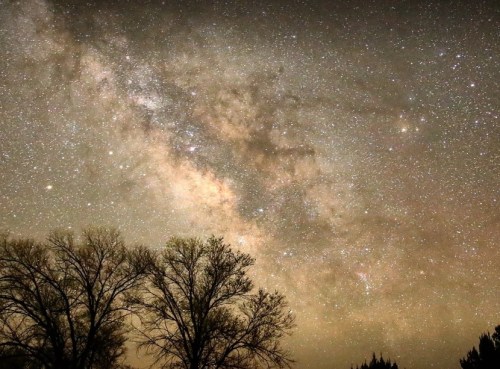A starry night sky filled with the Milky Way, silhouetted by dark tree outlines at the bottom.