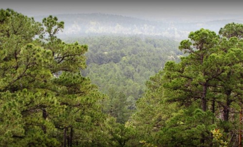Lush green pine trees cover rolling hills under a misty sky, creating a serene forest landscape.