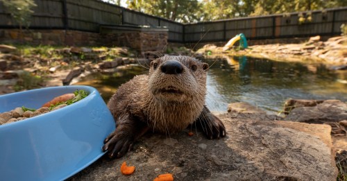 A curious otter sits on a rock near a pond, looking at the camera with a bowl of food nearby.
