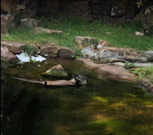 An otter floats on its back in a pond surrounded by rocks and grass.