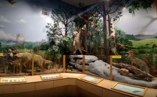 A natural history exhibit featuring dioramas of wildlife in a forest setting, with informative displays in front.