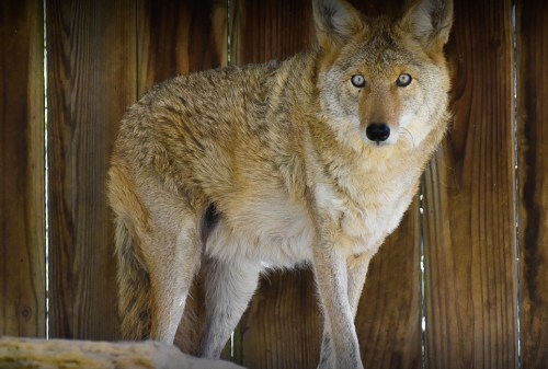 A coyote stands alert in front of a wooden fence, showcasing its thick fur and keen eyes.