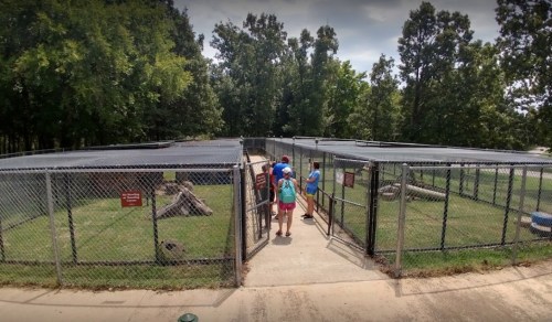 Visitors enter a fenced animal enclosure surrounded by trees, with signs and pathways visible.