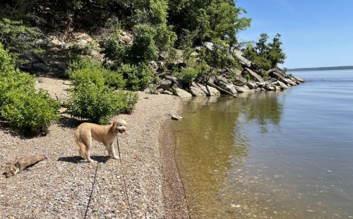 A dog stands on a pebbly shore by a calm lake, surrounded by greenery and rocky terrain under a clear blue sky.