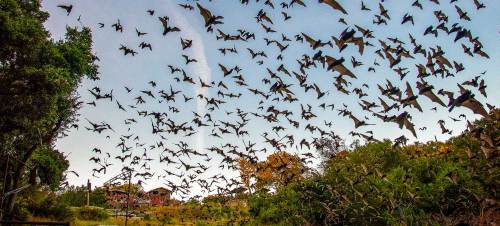 A large flock of bats flying against a clear sky, with trees and a building visible in the background.