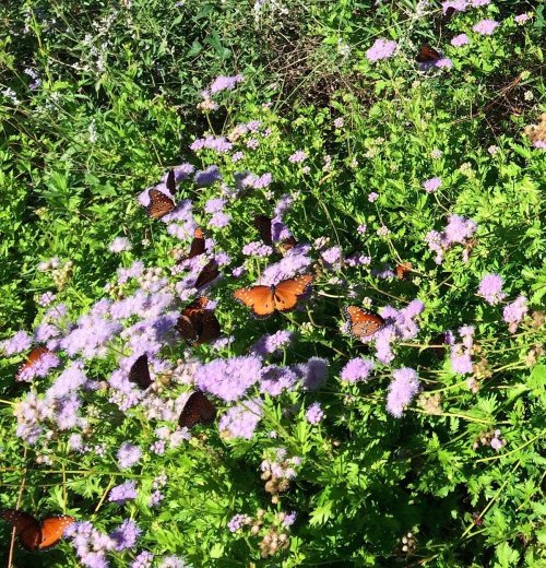 A vibrant scene of butterflies resting on purple flowers in a lush green garden.