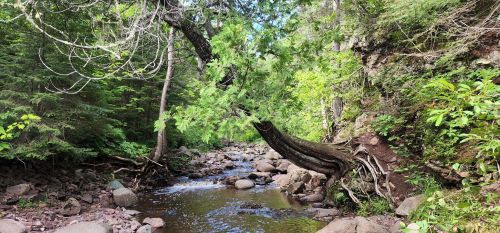 A serene forest scene featuring a winding creek surrounded by lush greenery and large rocks.