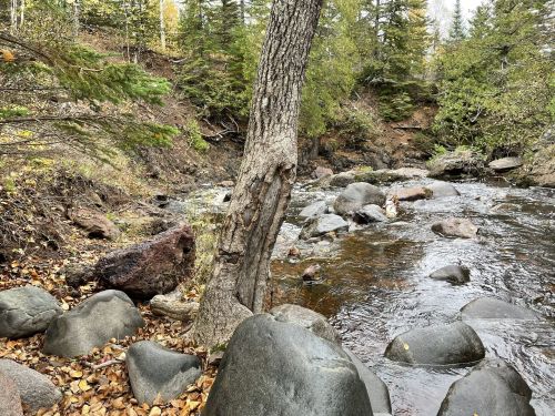 A serene river scene with smooth stones, a tree, and autumn leaves amidst lush greenery.
