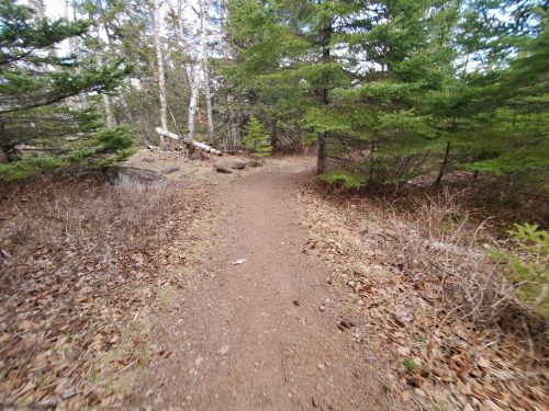 A narrow dirt path winding through a forest with trees and scattered rocks, surrounded by dry leaves and greenery.