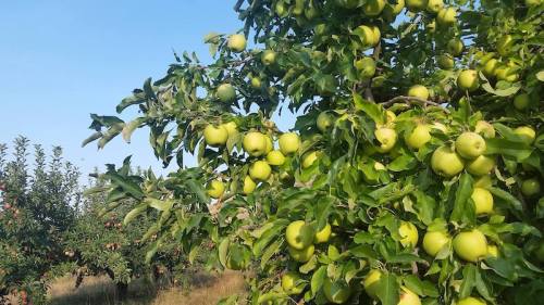 A lush apple orchard with green apples hanging from branches under a clear blue sky.