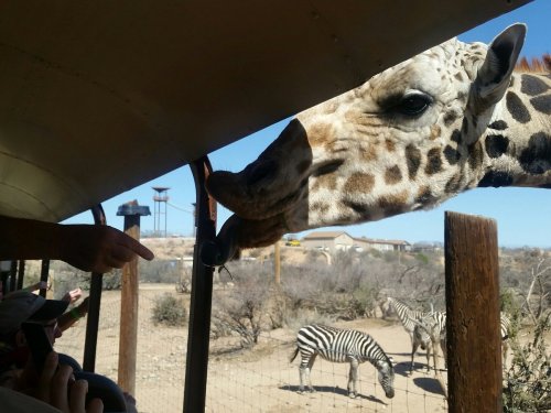 A giraffe reaches into a safari vehicle, while zebras graze in the background under a clear blue sky.