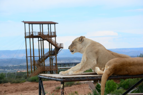 A lioness rests on a platform with a lookout tower in the background against a scenic landscape.
