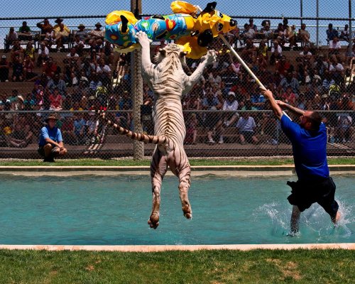 A white tiger leaps out of a pool, catching a colorful toy, while a trainer stands in the water nearby. Spectators watch.