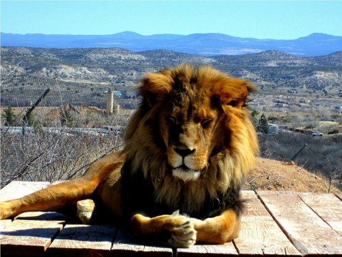 A lion rests on a wooden platform with a scenic mountainous landscape in the background.