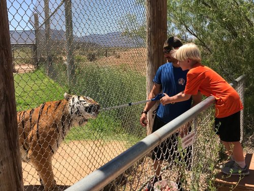 A boy in an orange shirt interacts with a tiger through a fence, while an adult watches nearby.