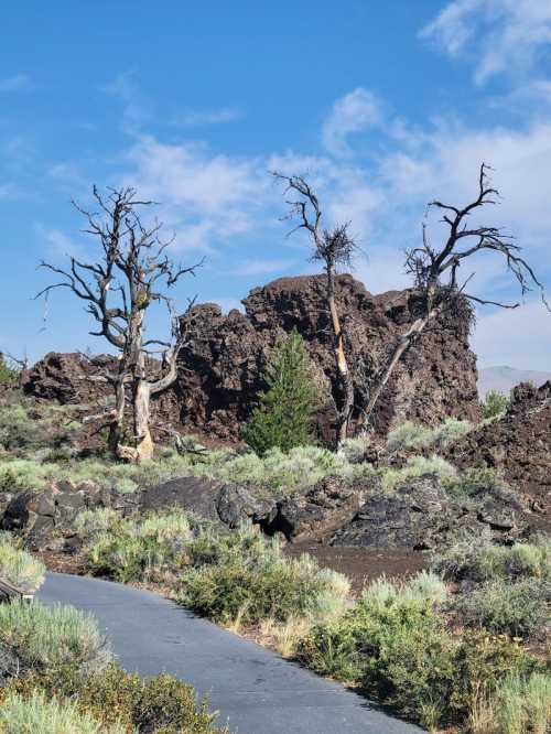 A rocky landscape with two dead trees, green shrubs, and a clear blue sky in the background.