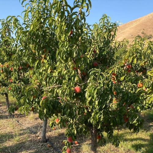 A lush orchard with peach trees bearing ripe fruit under a clear blue sky.