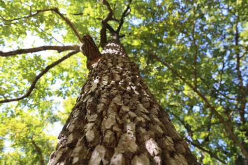 A close-up view of a tall tree trunk, looking up towards the green canopy above.