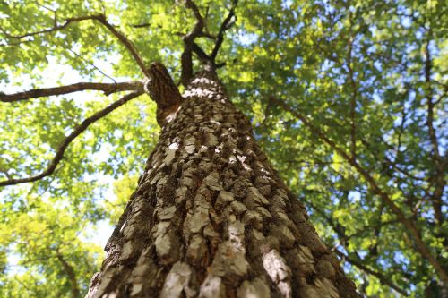 A close-up view of a tall tree trunk, looking up towards the green canopy above.