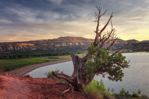 A scenic view of a lake surrounded by mountains, featuring a gnarled tree in the foreground at sunset.